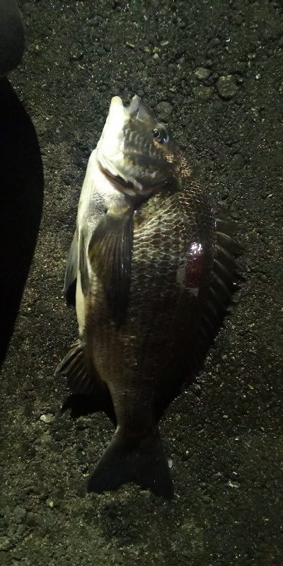 アジング 練習 143