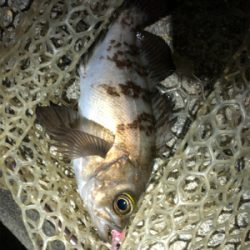 プラグでも、ワームでも!