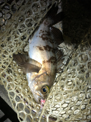 プラグでも、ワームでも!