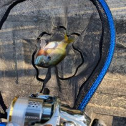 自粛継続中　海はまだ釣り物少ないし