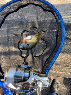 自粛継続中　海はまだ釣り物少ないし