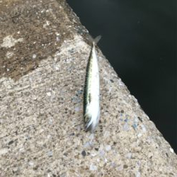 待ちに待ったアジング