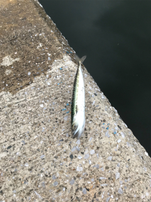 待ちに待ったアジング