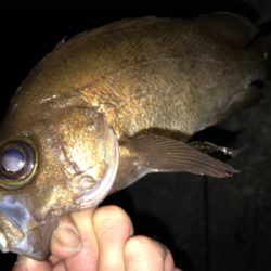 2020ライトゲーム第14戦