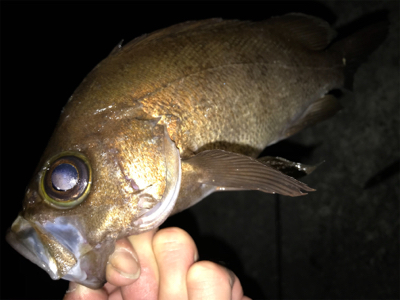 2020ライトゲーム第14戦