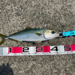 今年初ショア青物