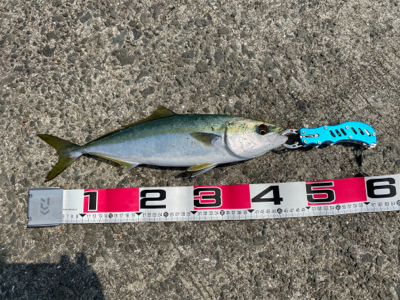 今年初ショア青物