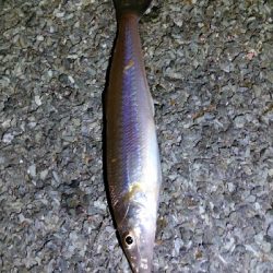 ナブラがわき、やず47cm