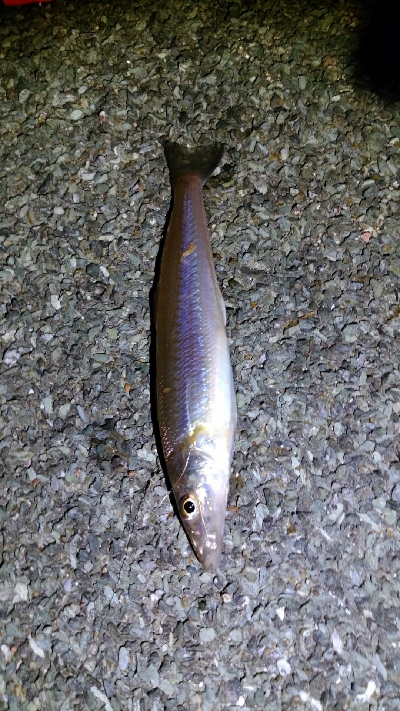 ナブラがわき、やず47cm