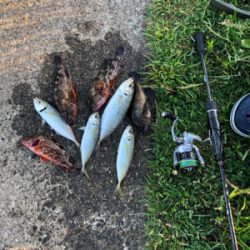 早朝ワインドゲーム