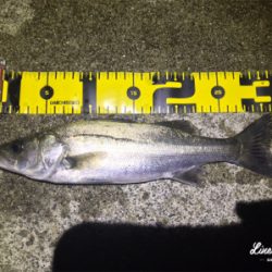 フローとメバリング