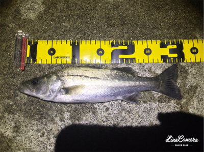 フローとメバリング