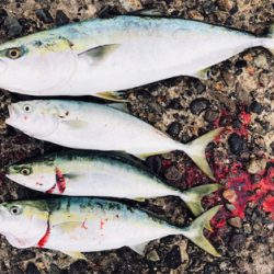 マズメ後の爆釣