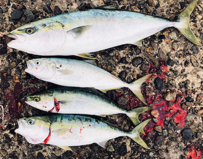 マズメ後の爆釣