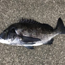 朝からノッコミチヌ