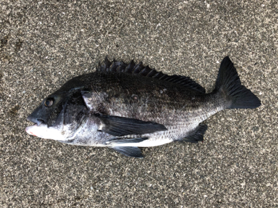 朝からノッコミチヌ