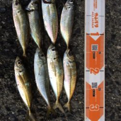 アジもメバルもどっちもいいね!