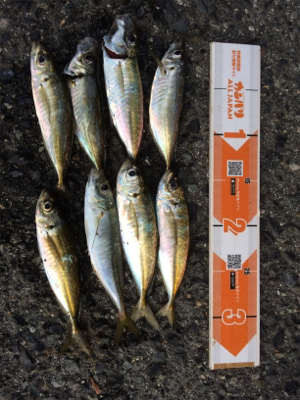 アジもメバルもどっちもいいね!