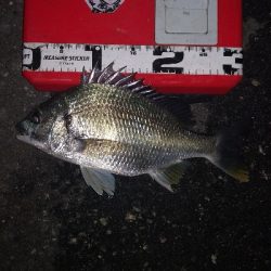 アジング 練習144