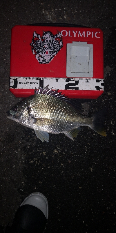 アジング 練習144