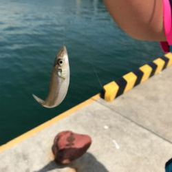 ライトタックルでキス釣り