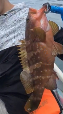 敦賀湾小舟釣り