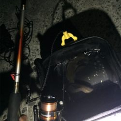 初場所にてメバリング