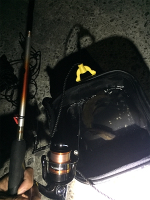 初場所にてメバリング