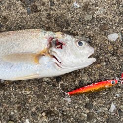 美味しいグチゲット^_^！