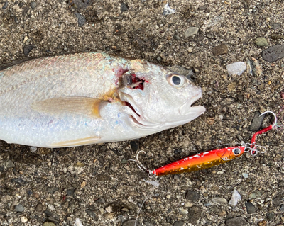 美味しいグチゲット^_^！