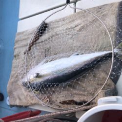 ヒラマサ キャスティング