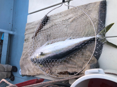 ヒラマサ キャスティング