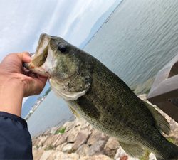 バス釣り