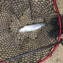 大雨のトラウト