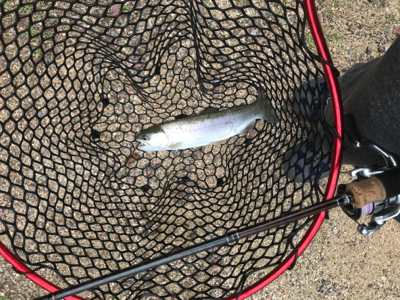 大雨のトラウト