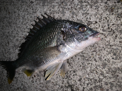 メバリングという名のチニング