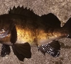 メバリング1835〜1920