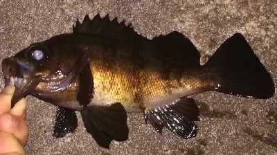 メバリング1835〜1920