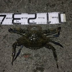 5/26釣果ミニタコとカニ