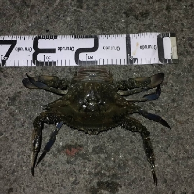 5/26釣果ミニタコとカニ