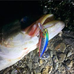 ハクパターン渋いです。