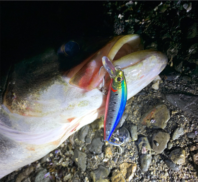 ハクパターン渋いです。