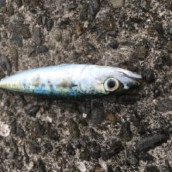 サバしか釣れん