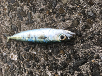 サバしか釣れん