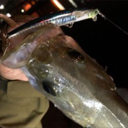 ナイトシーバス！