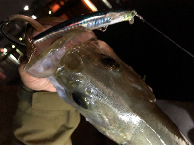 ナイトシーバス！