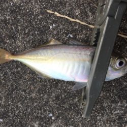 子サバに邪魔されて (^_^;)