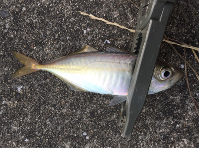 子サバに邪魔されて (^_^;)