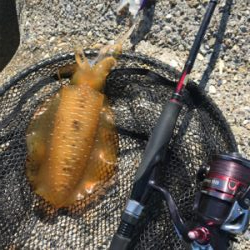 久しぶりのアオリイカ  GET!＼(^o^)／