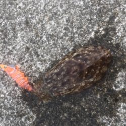 コウイカエギング